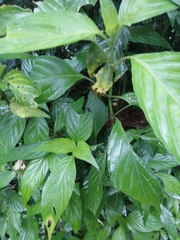 Dianthera secunda