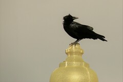 Corvus brachyrhynchos