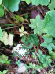 Cranichis subumbellata