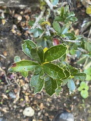 Berberis ilicifolia