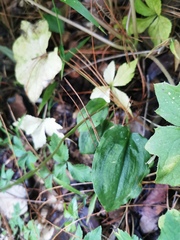 Cranichis subumbellata