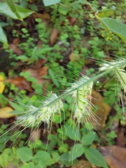 Oplismenus hirtellus