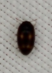 Litargus tetraspilotus
