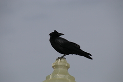 Corvus brachyrhynchos