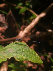 Argia pulla