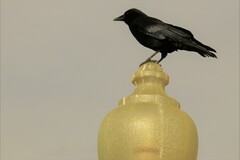 Corvus brachyrhynchos