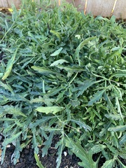 Chamaesaracha edwardsiana