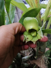 Catasetum