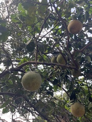 Citrus
