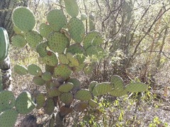 Opuntia pilifera