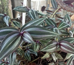 Strobilanthes auriculata