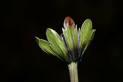 Eryngium humile