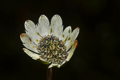 Eryngium humile
