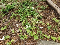 Codonorchis lessonii