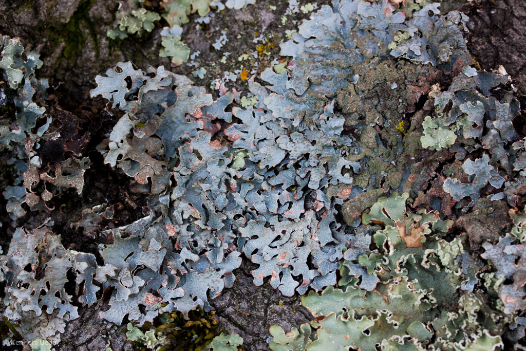 Parmelia sulcata image