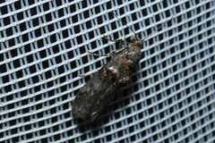 Trachonitis cristella