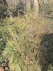 Chasmanthium latifolium