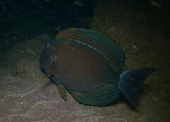 Acanthurus xanthopterus