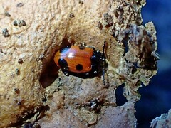 Endomychus biguttatus