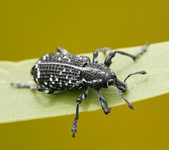 Chrysolopus spectabilis