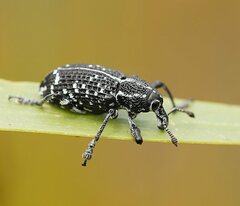 Chrysolopus spectabilis