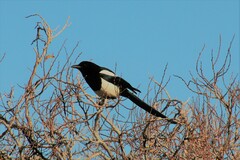 Pica hudsonia