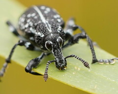 Chrysolopus spectabilis