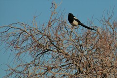 Pica hudsonia