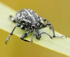 Chrysolopus spectabilis