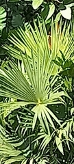 Livistona chinensis
