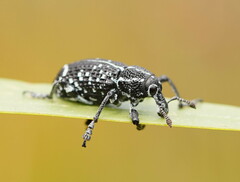 Chrysolopus spectabilis