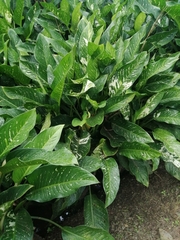 Dieffenbachia seguine
