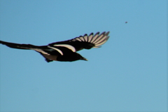 Pica hudsonia