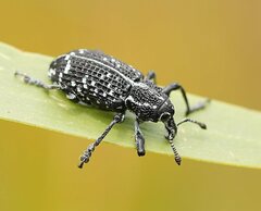 Chrysolopus spectabilis