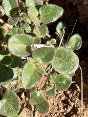 Mirabilis laevis