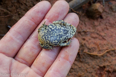Leopard-Bellied Scrub Toad photo 2