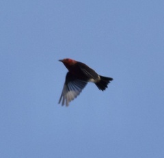 Himatione sanguinea