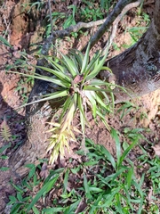 Tillandsia geminiflora