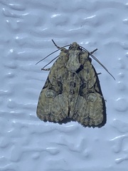 Oligia modica