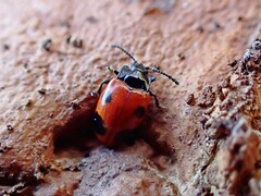 Endomychus biguttatus