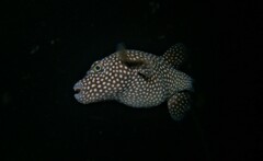 Arothron meleagris