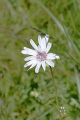 Scorzonera purpurea