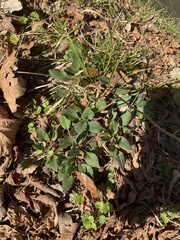 Packera obovata