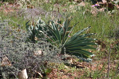 Boophone haemanthoides