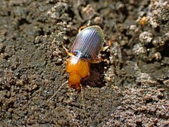 Amphasia interstitialis