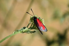 Zygaena purpuralis