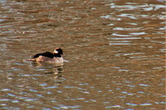 Bucephala albeola