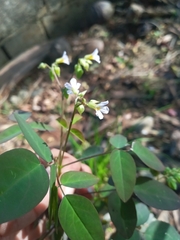 Oxalis barrelieri