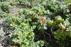 Pelargonium fulgidum
