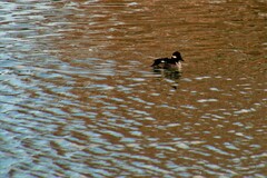 Bucephala albeola